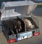 TOWBOX-DOG.jpg